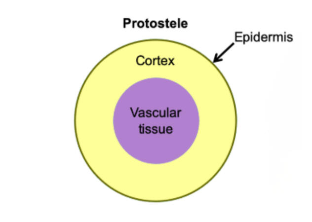 Protostele
