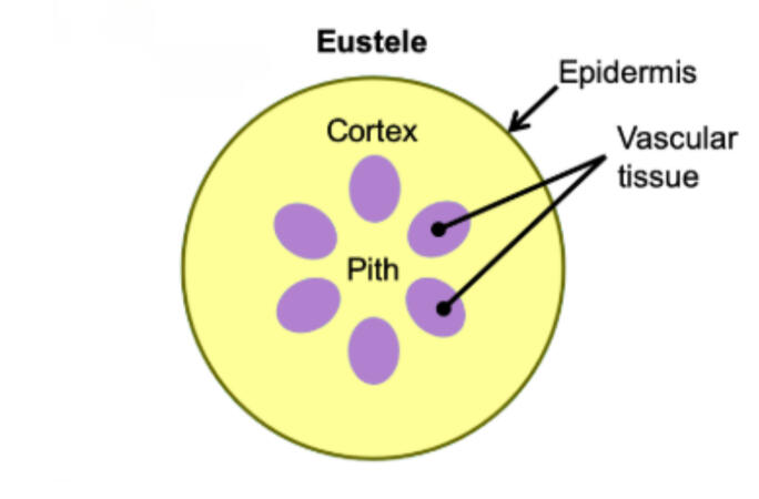 Eustele