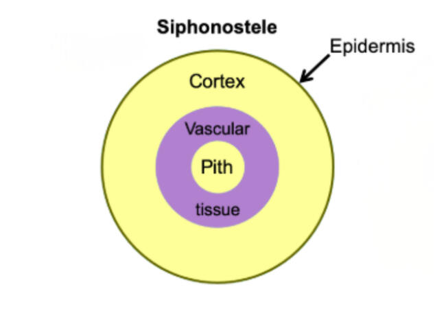 Siphonostele